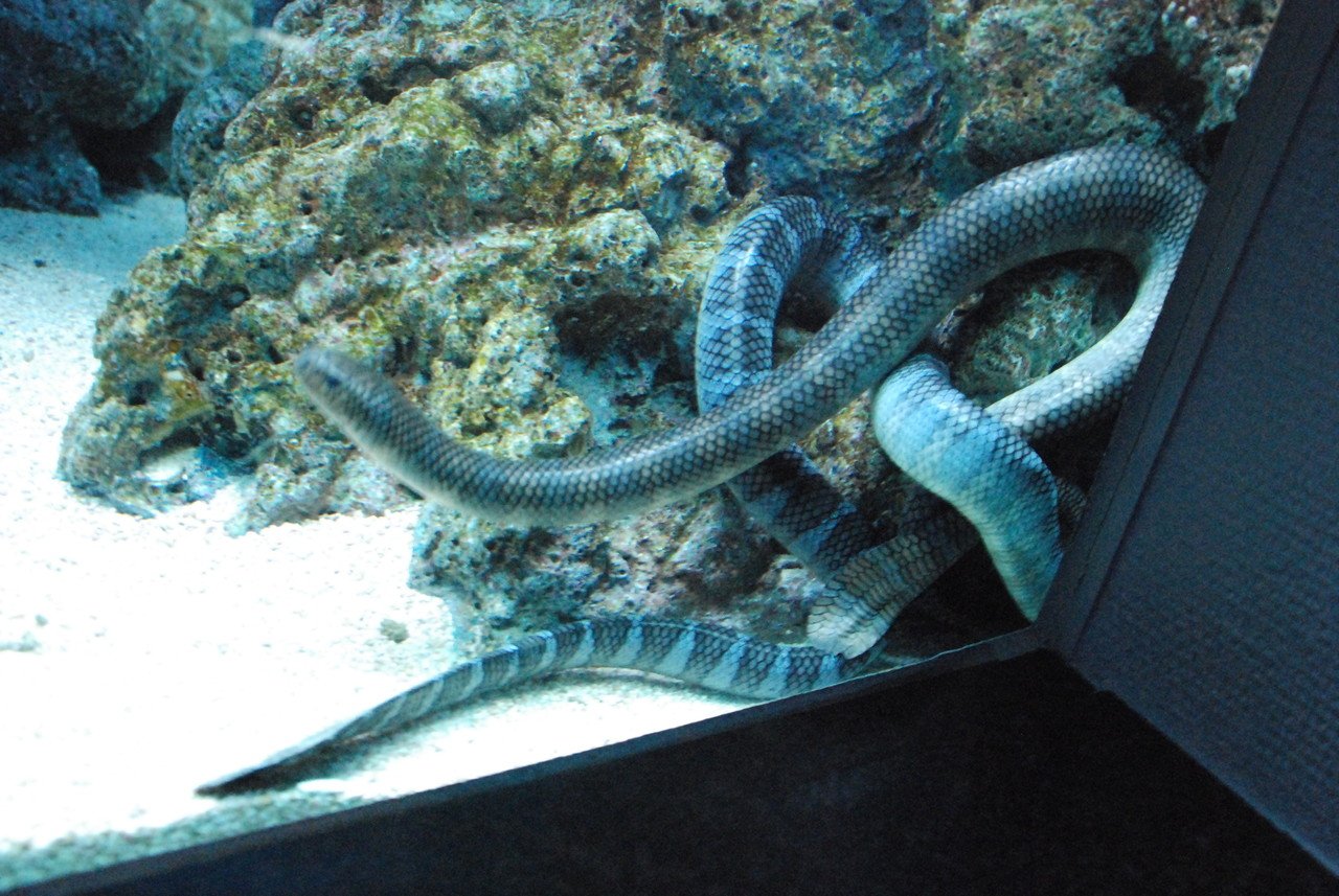 ニッポン隅々観光 Twitterissa T Co Kjdjrz0etc 水族館ってやつは地域性があって面白い いおワールドかごしま水族館 には関東にはいない南洋の魚がたくさんいた 中でも 個人的にお気に入りなのはウミヘビとチンアナゴの下半身 ウミガメの赤ちゃんも ニッポン隅々観光 Twitterissa T Co Kjdjrz0etc 水族館ってやつは地域性があって面白い いおワールドかごしま水族館 には関東にはいない南洋の魚がたくさんいた 中でも 個人的にお気に入りなのはウミヘビとチンアナゴの下半身 ウミガメの赤ちゃんも