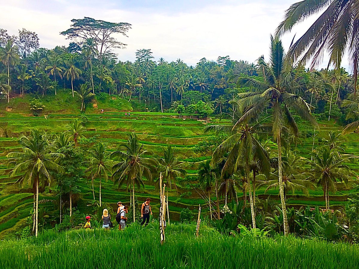 Pari_Chandra1's tweet photo. #Ubud #terracedricefields #nature #green https://t.co/m6RDfMMZ5o