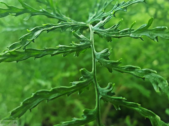 TropicalBritain's tweet photo. Dryopteris filix-mas 'Linearis Polydactyla' https://t.co/jpmBplu3J2
