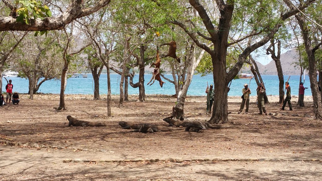 bekacahya's tweet image. Komodo siap menyantap mangsa #BUMNDilabuanbajo #KawahIjen #bumnhadiruntuknegeri @Pelindo_1 atraksi khusus menyambut tamu2 VIP @KemenBUMN