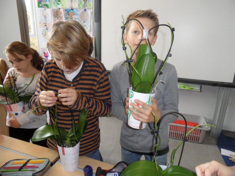 TerLaakOrchids's tweet photo. De leerlingen van De Bolster in #Lanaken zijn goed op dreef met hun #Yourchid; wat worden er mooie creaties gemaakt! Bedankt @TC_Meijers! https://t.co/rMU7YkD4X7