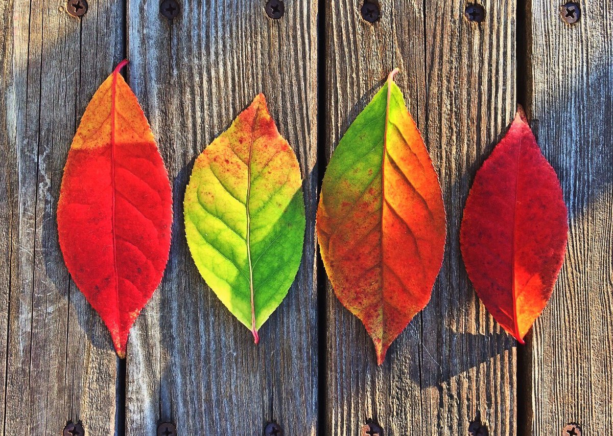 auntiesbeauty's tweet photo. A thousand shades of #colors and #peace. Although the mornings are cold, we still can enjoy the rays of the sun. #october @auntiesbeauty https://t.co/ITvsNNL9kD