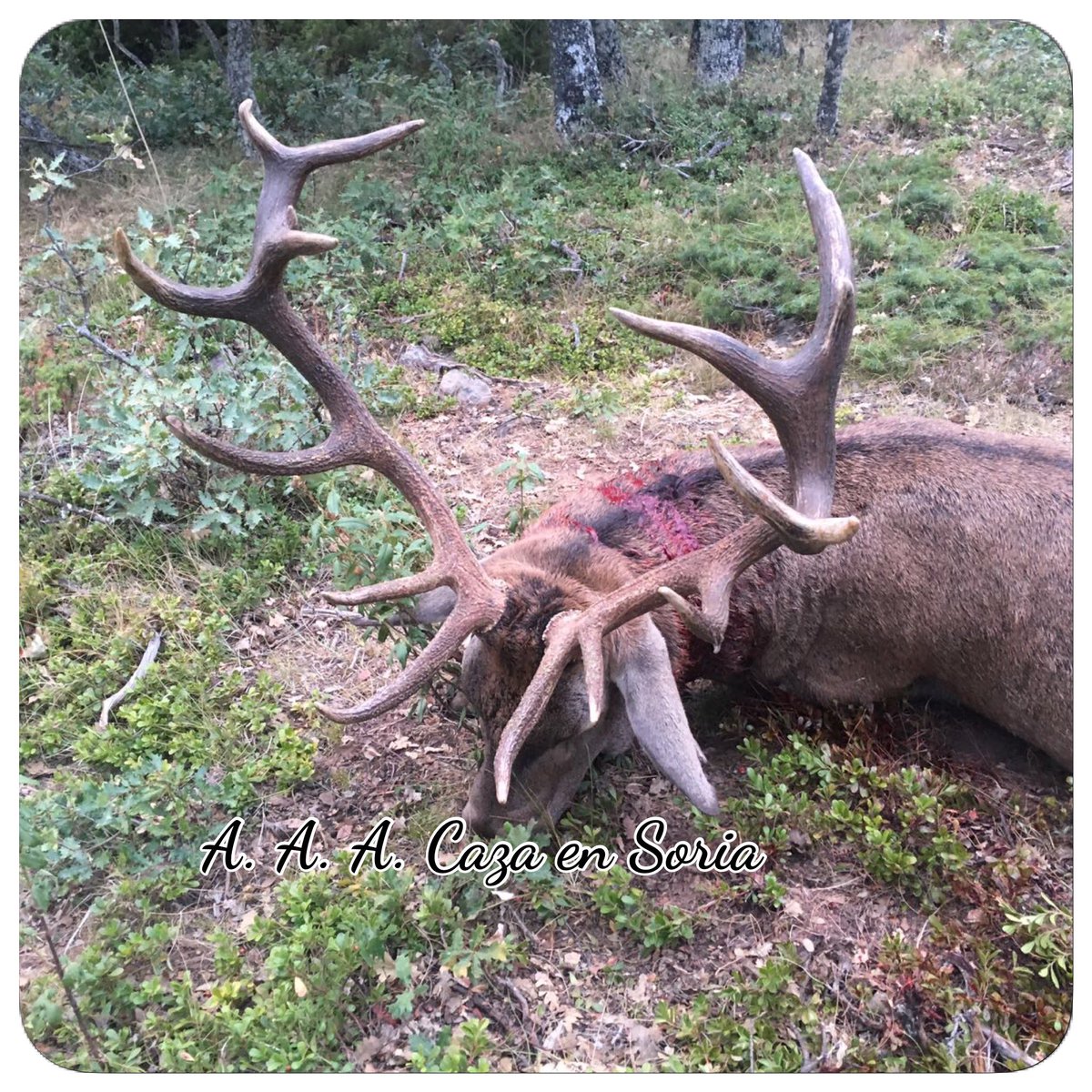 Puestos disponibles para la Monteria del 17-12-2016 en Soria.