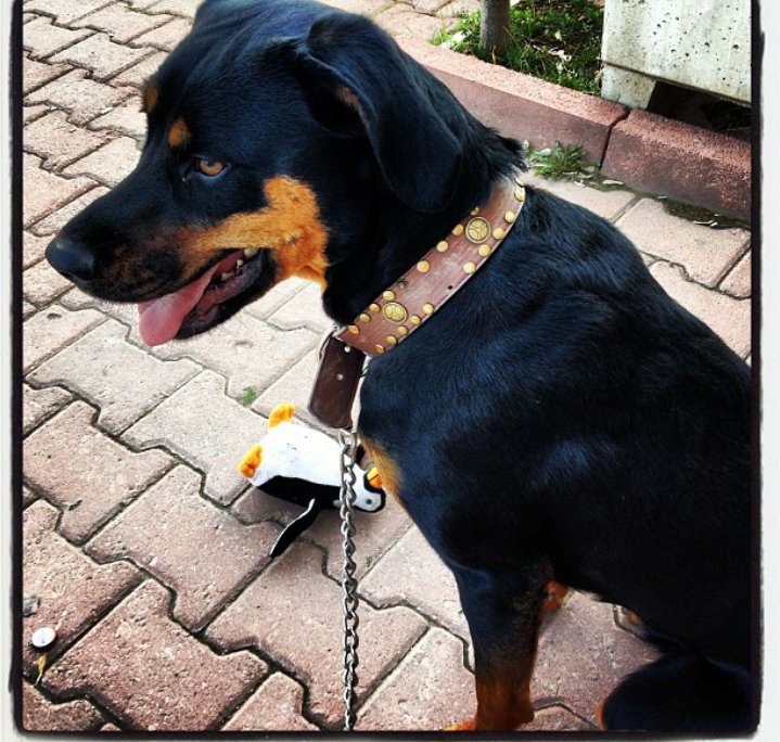 Ankara mühyede kayboldu 05536191578 lütfen rt <a href="/haysevder/">HAYSEV</a>