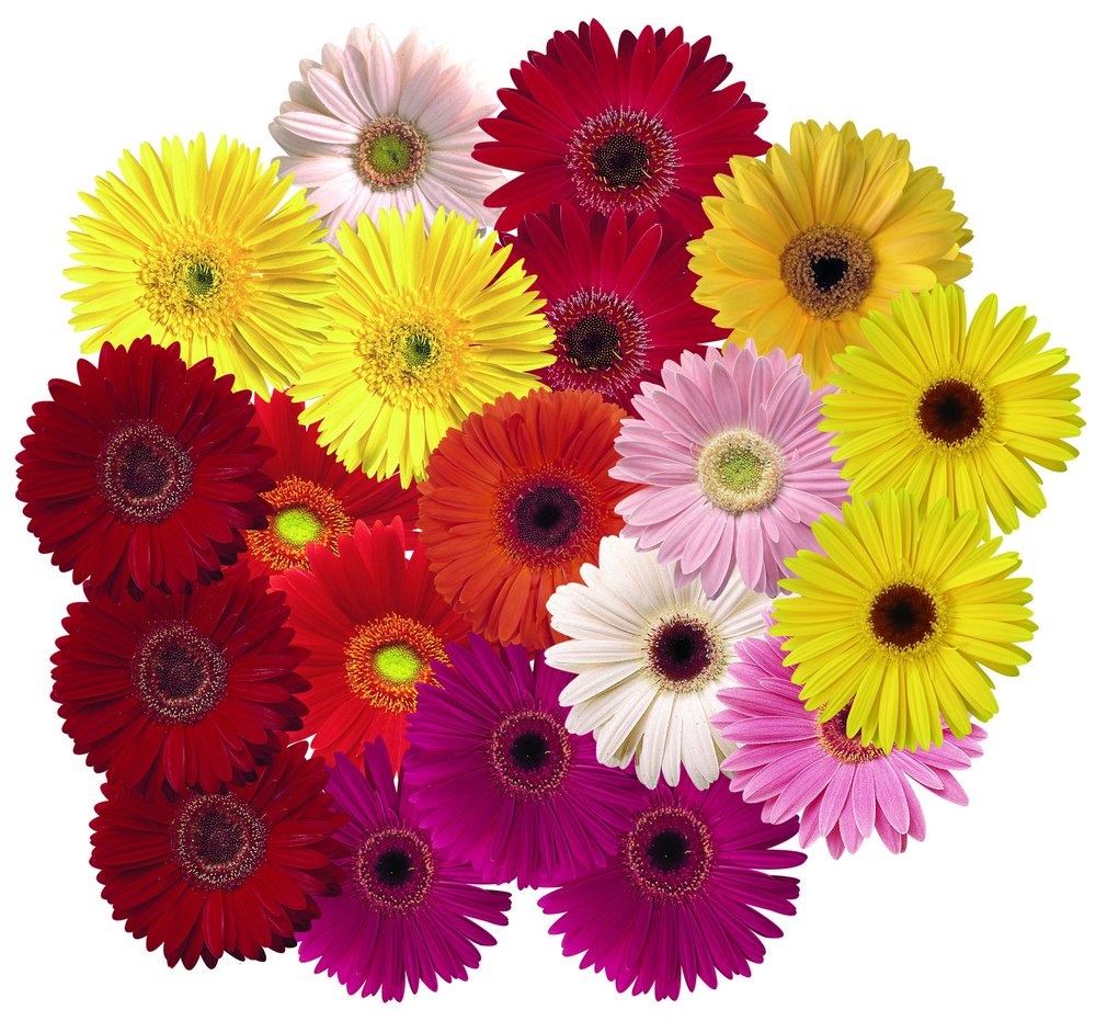 BeanCounters_'s tweet photo. There are some fantastic fundraising initiatives at tonight's #BCB2016!
Purchase a lucky dip flower &amp; receive a prize valued at $50 or more! https://t.co/W2Um4DpmC6