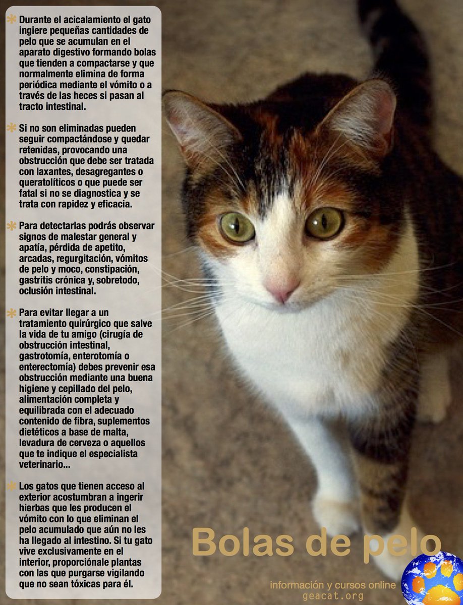 geacat's tweet photo. ¿Sabes cómo evitar que las #BolasDePelo le causen problemas serios al #gato? https://t.co/Q8FbnUjPPx