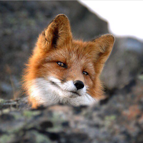 � ��� ��� "������� ����"..��� 15