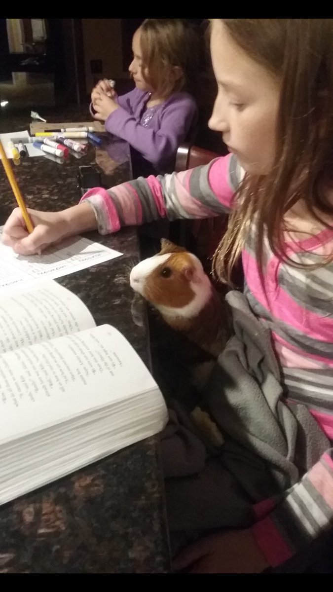 MissDaRos135's tweet image. Homework 📚 Helper 🐹#FURsure