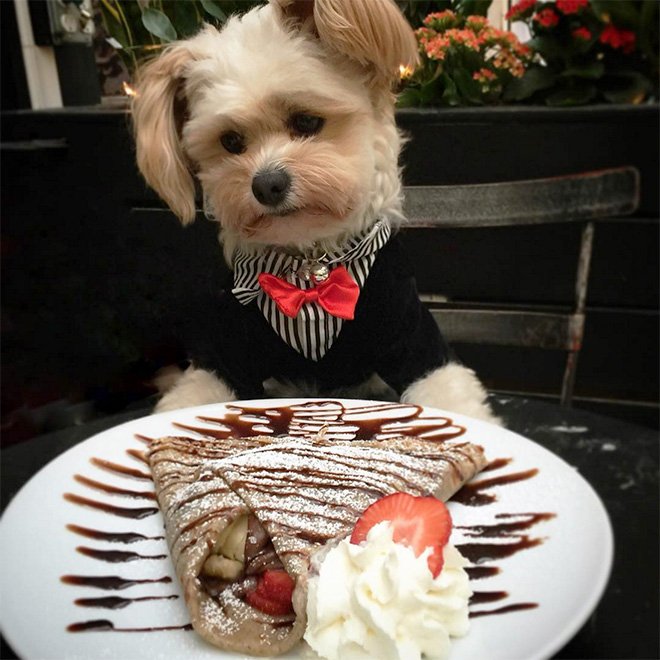 AndrewBloch's tweet image. Starving homeless dog, Popeye, was rescued and is now taken to pet-friendly restaurants every day by his new owner