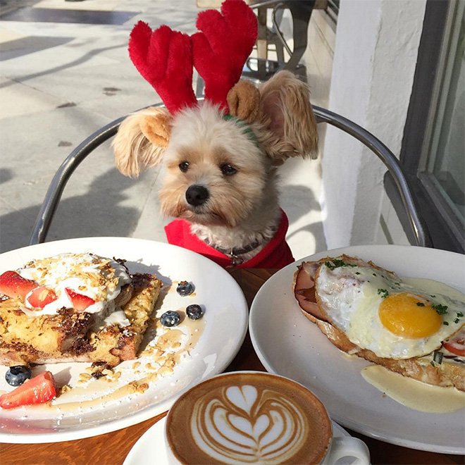 AndrewBloch's tweet image. Starving homeless dog, Popeye, was rescued and is now taken to pet-friendly restaurants every day by his new owner