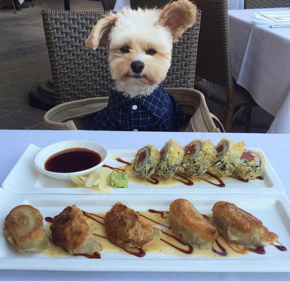 AndrewBloch's tweet image. Starving homeless dog, Popeye, was rescued and is now taken to pet-friendly restaurants every day by his new owner