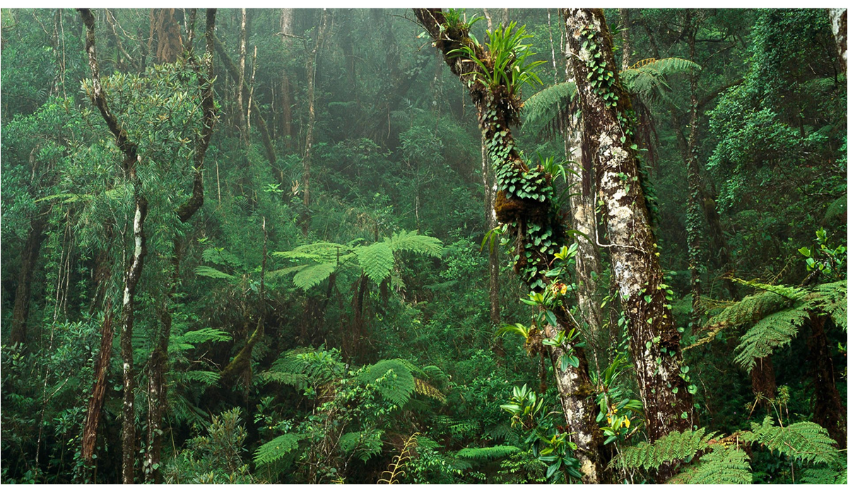 ConitheLimited's tweet image. #Doussie #Teak #Tali #Kosso #Papau #Wood #Supplier #Worldwide from #Ghana and #Nigeria @ConitheLimited