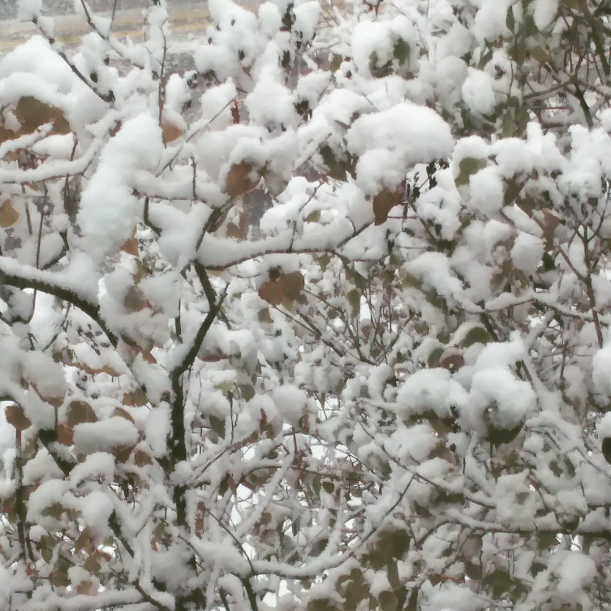 VisitVermontTV's tweet photo. #firstsnow #wilmingtonVT #vermontbeautiful https://t.co/cVvXCPHhyB