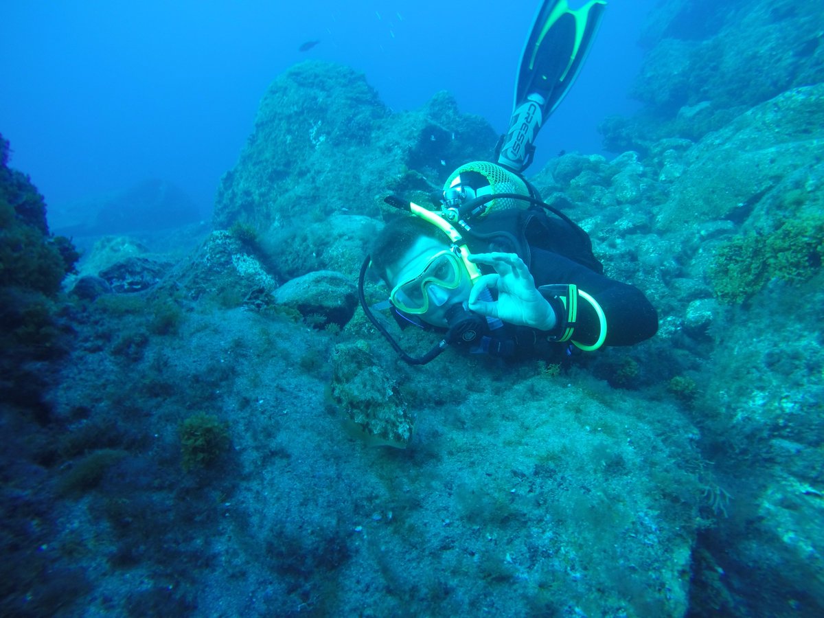 Great day diving at Las Eras today, very brave cuttlefish and a sleepy ray! #Divemasterinternship #Tenerife
