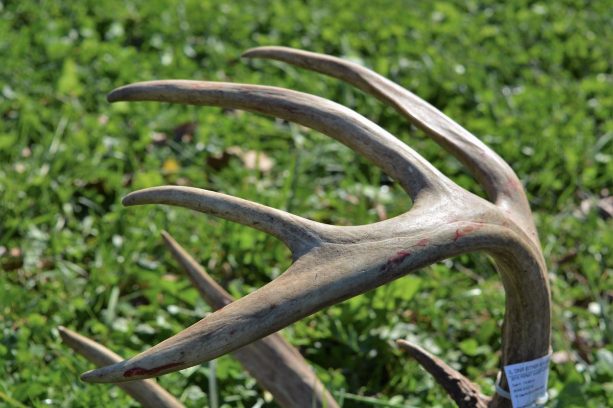WaywardOutdoors's tweet photo. Here's to a weekend full of tags being filled #deerhunting #deerseason #bowhunting #whitetail #waywardadventure #antlers #deerhunter https://t.co/9vvDMDrFpK