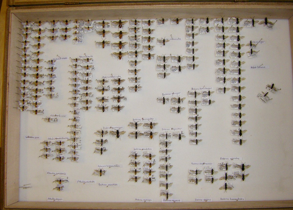 StevenFalk1's tweet photo. Finished identifying my Dolerus sawflies. 18 of 38 UK spp. Males v. challenging unless you can see their penis valves! #LoveSawflies https://t.co/znO4wxk3IB