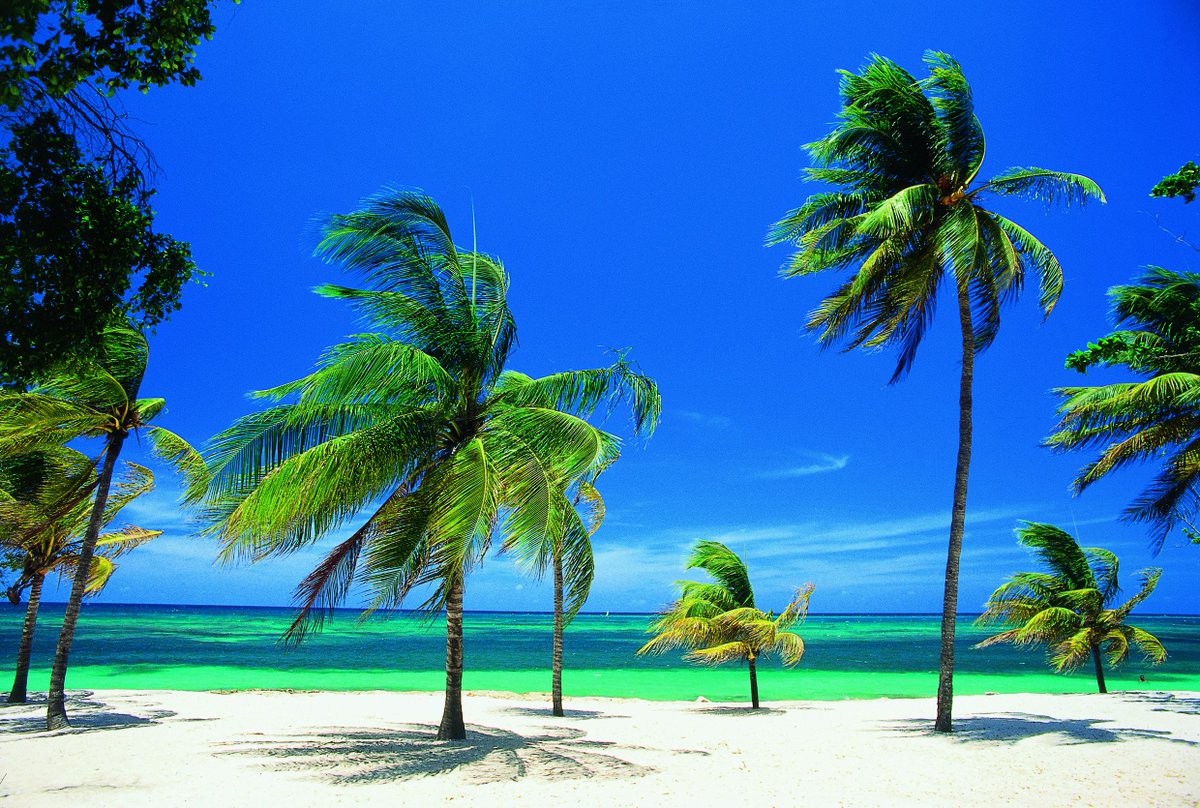 Palmengarten an der Playa Guardalavaca bei Holguín
Mehr auf visitcuba.de
#Cuba #Kuba #Playa #Strand #Meer #Palmen #Karibik