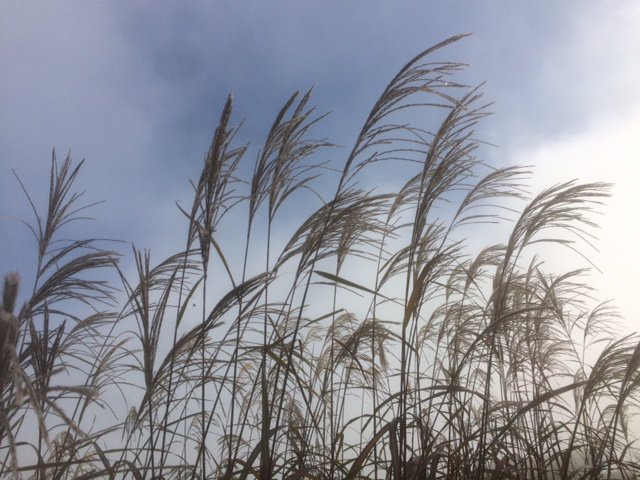 #Miscanthus #Große_Fontaine auch im #Herbst #Nebel schön...! :-)