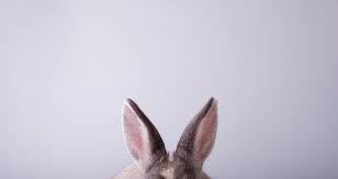 beautywithoutbd's tweet photo. CRUELTY-FREE BEAUTY IN AUSTRALIA: ANIMALS SHOULDN’T SUFFER TO SAVE YOUR SKIN https://t.co/SAVG5p4Yjf https://t.co/UzHB8dF9KB