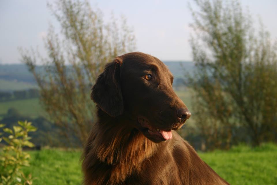 ট ইট র Pandpand パンドパンド 本日の世界の愛犬 レトリーバー犬種の中で最も足が速い犬種です 犬種名 フラットコーデッド レトリーバー 原産国 イギリス 特徴 波打つ様な被毛 他のレトリーバーよりも細身の体格をしている 泳ぐのが ট ইট র Pandpand パンドパンド 本日の世界の愛犬 レトリーバー犬種の中で最も足が速い犬種です 犬種名 フラットコーデッド レトリーバー 原産国 イギリス 特徴 波打つ様な被毛 他のレトリーバーよりも細身の体格をしている 泳ぐのが