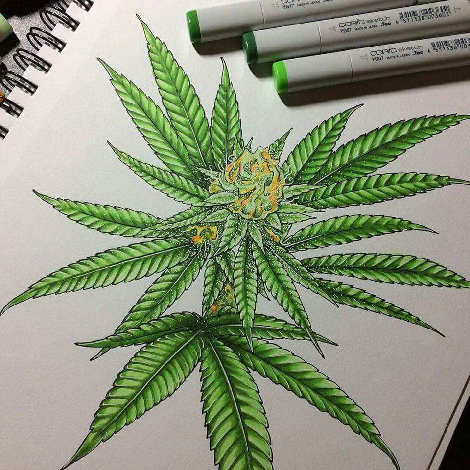 как нарисовать куст марихуаны