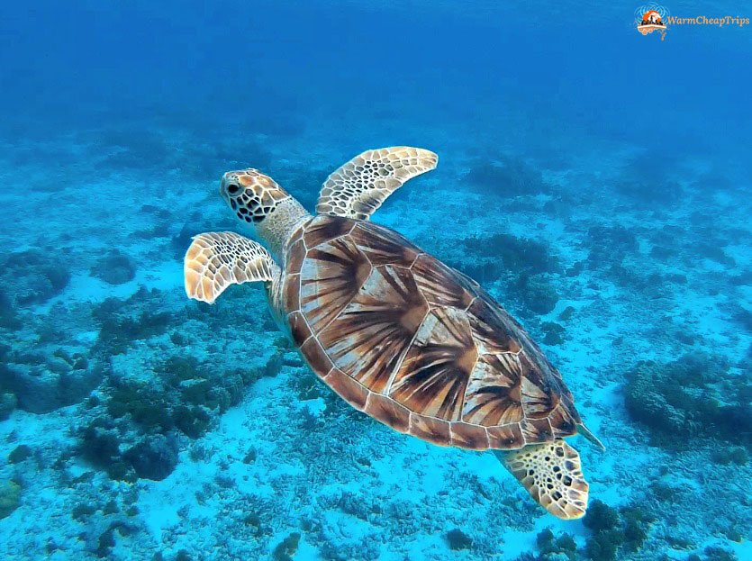 Avete mai nuotato con le tartarughe marine? È un'emozione incredibile! #JapaneseParadise goo.gl/fb/ve8dO1