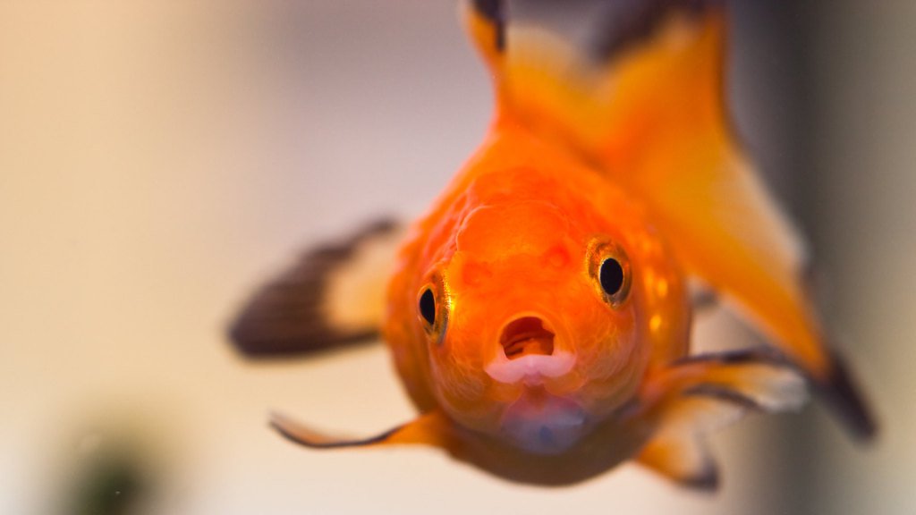 AnimalsDae's tweet photo. 3 Fish Myths Debunked! https://t.co/YOTezHp69d https://t.co/bzwjY6qPmP