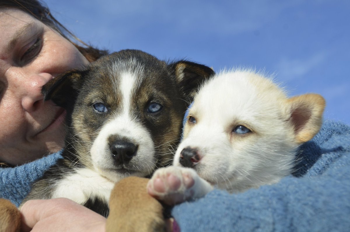 WildNorwayAdv's tweet photo. Any day with husky puppies is a good day. #WinterMoreFun https://t.co/qRECVG1pdF