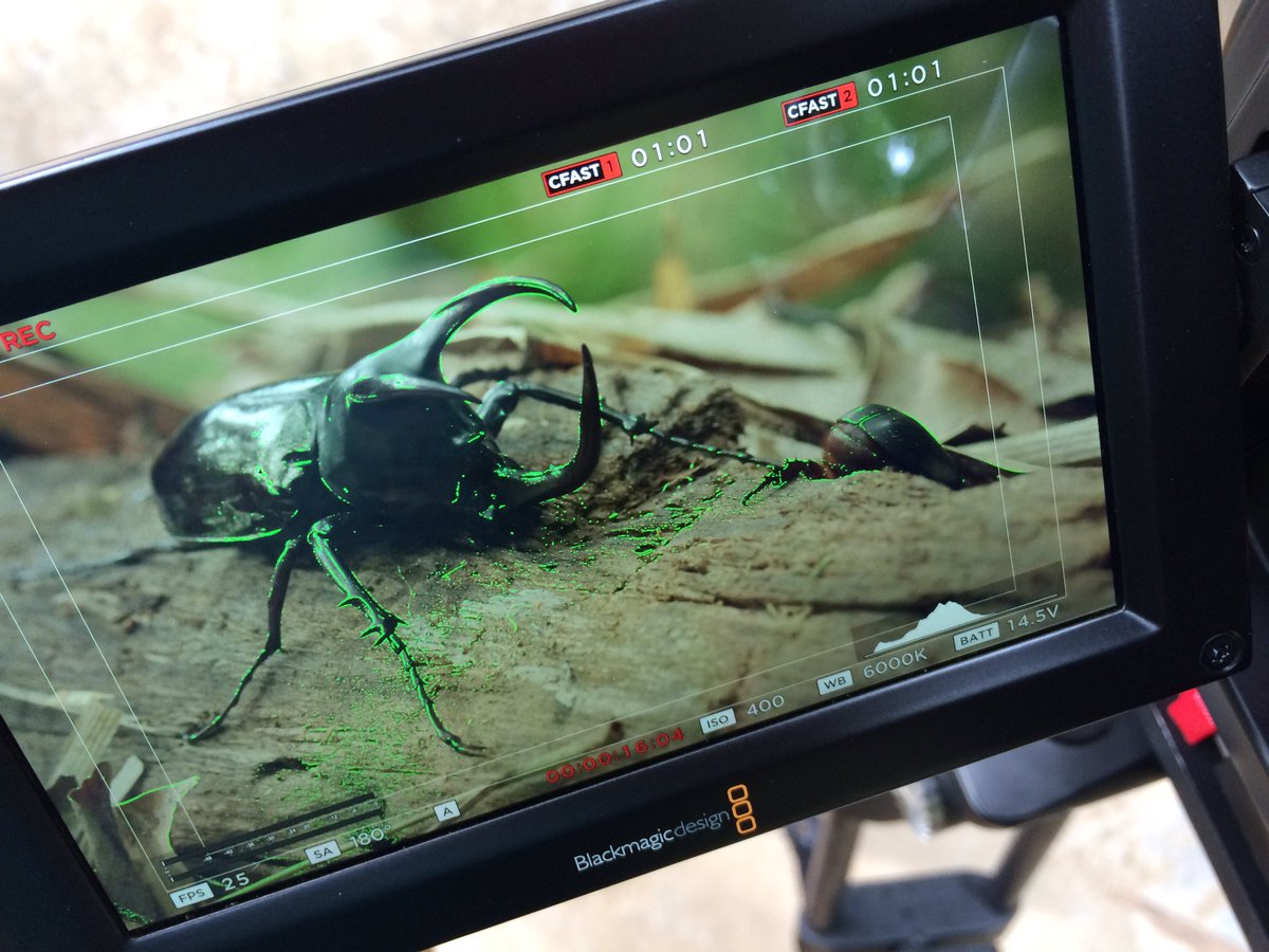 Kevin_Babey's tweet photo. More macro filming today of the GiantRhinoBeetle! #ProjectBorneo @CarlZeissLenses @Blackmagic_News @PAG_UK @camRade @GB_Labs @FujinonOptics https://t.co/CVZD4AgKUa