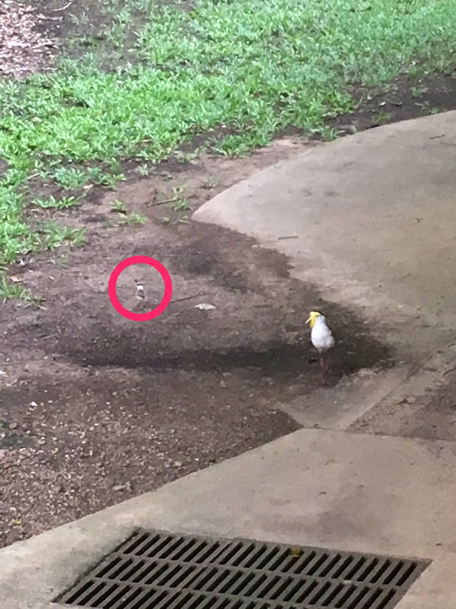 CDUni_VC's tweet photo. Our campus-resident Plovers are busy hatching their young and attacking everyone in sight - both delightful and scary! https://t.co/jL2V7NJyHq