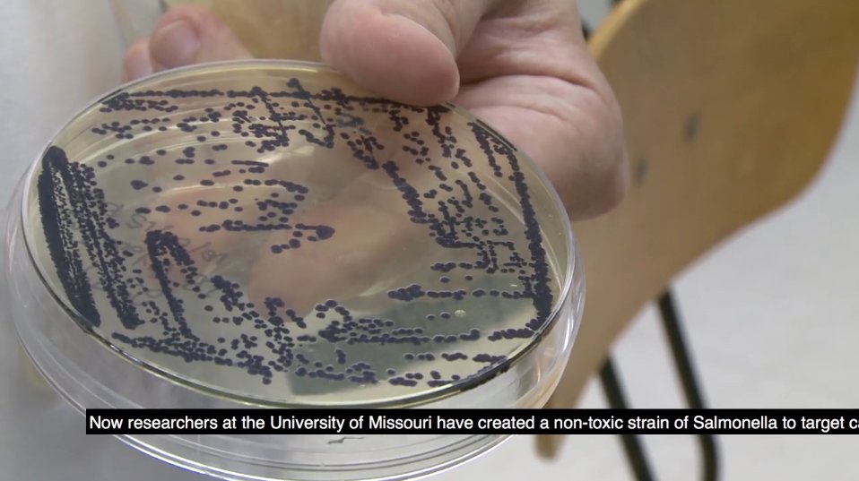 Researchers are testing salmonella as a possible cancer treatment wef.ch/2dO5JZn