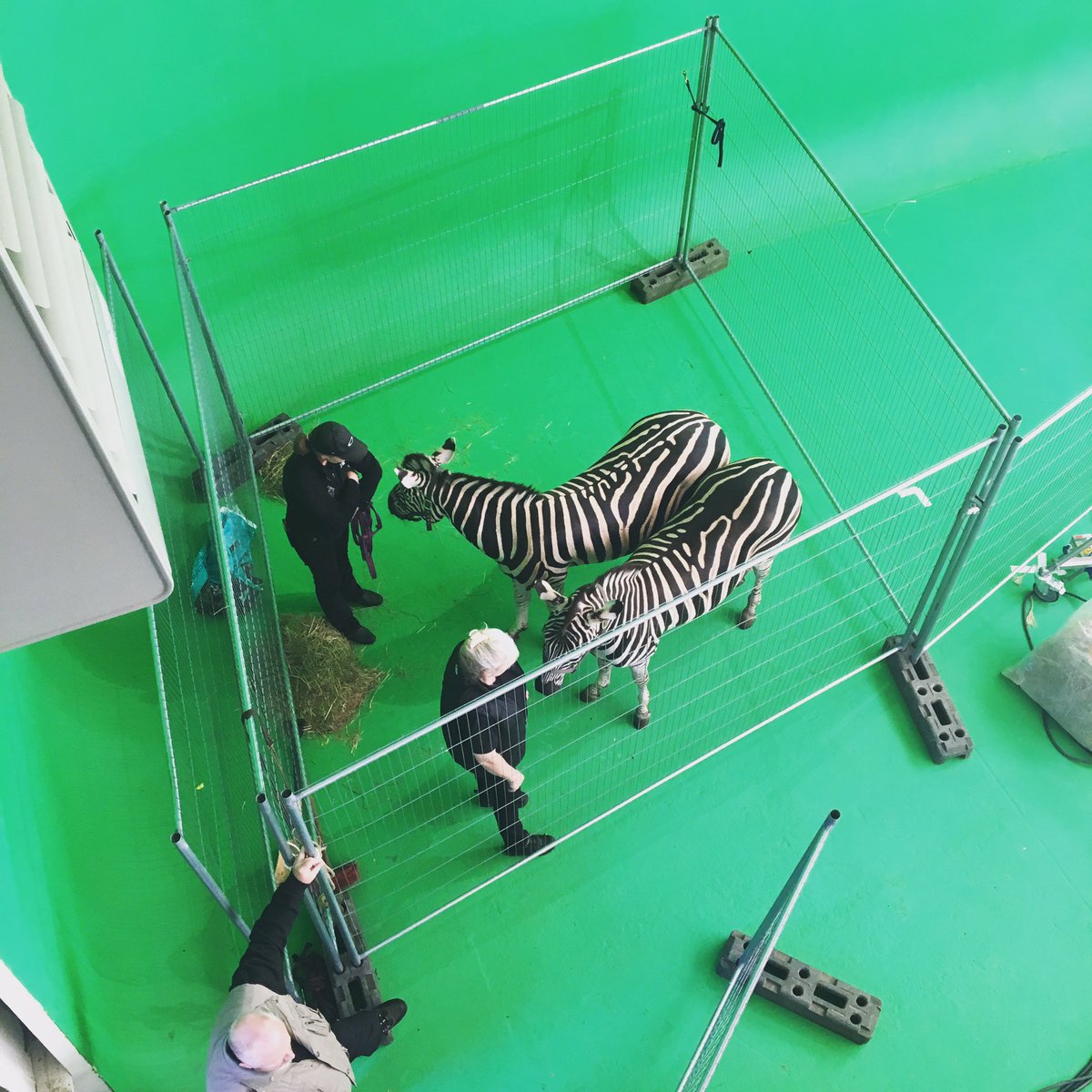 mrstudiosltd's tweet photo. A couple of #zebras in studio 3, our #greenscreen https://t.co/338qgCQsKf