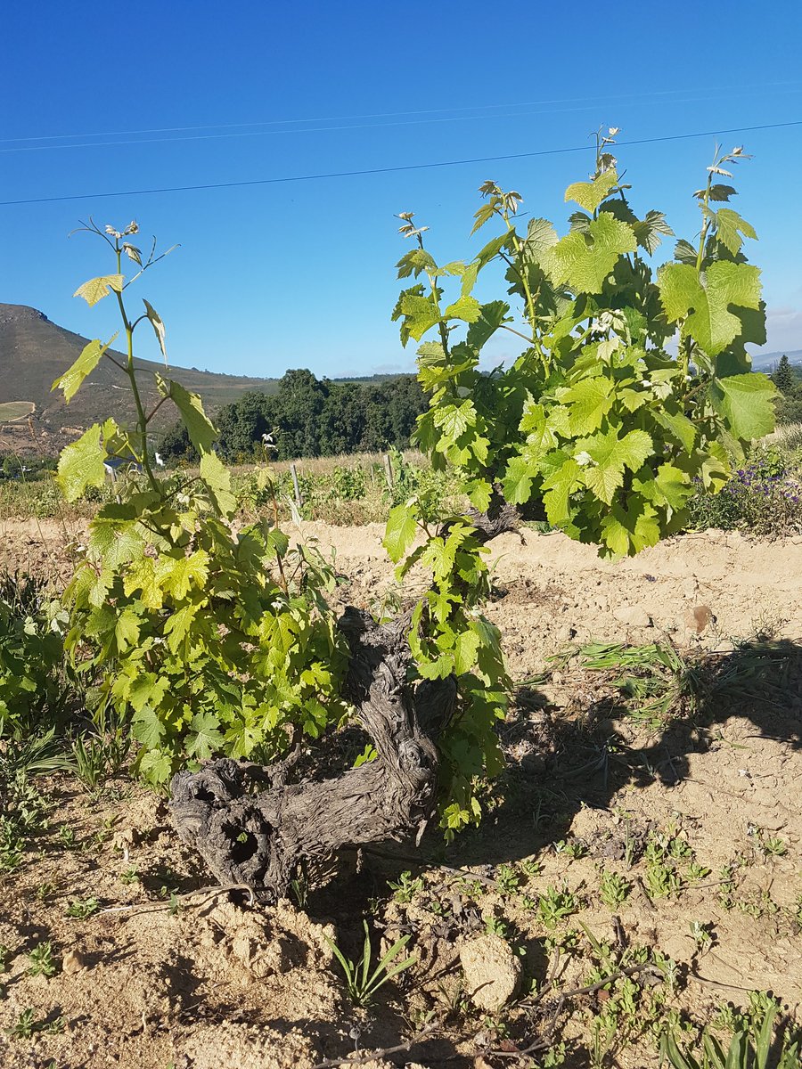 André Morgenthal (@andremorgenthal) on Twitter photo Follow <a href="/visualviti/">Jaco Engelbrecht</a> <a href="/DavidandNadia/">David&Nadia</a> <a href="/bosmanwinemaker/">Corlea Fourie</a> today for #oldvine stories <a href="/CheninBlancAsso/">Lidia Sobczak</a> day <a href="/WOSA_ZA/">WOSA South Africa</a> Follow <a href="/visualviti/">Jaco Engelbrecht</a> <a href="/DavidandNadia/">David&Nadia</a> <a href="/bosmanwinemaker/">Corlea Fourie</a> today for #oldvine stories <a href="/CheninBlancAsso/">Lidia Sobczak</a> day <a href="/WOSA_ZA/">WOSA South Africa</a>