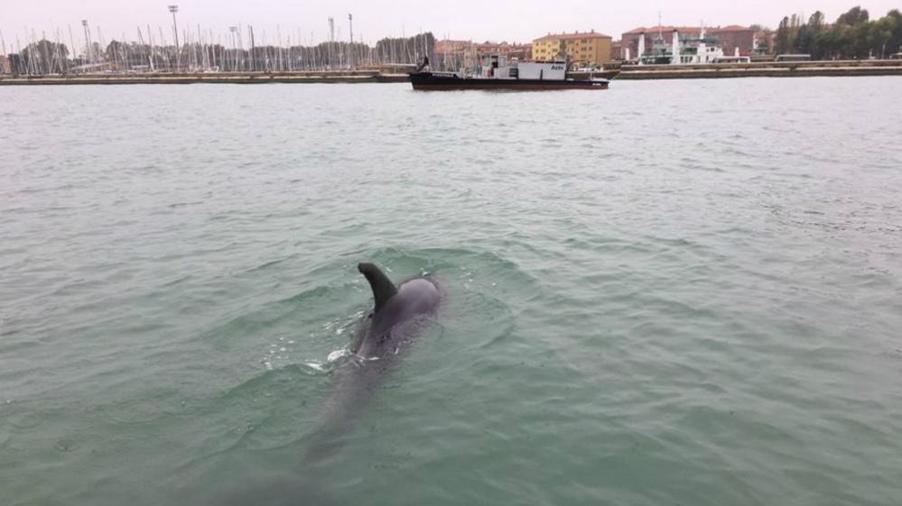 infobaeamerica's tweet photo. El delfín que apareció entre las góndolas de Venecia https://t.co/wzRfBJuMIQ https://t.co/uZJGxu02lb