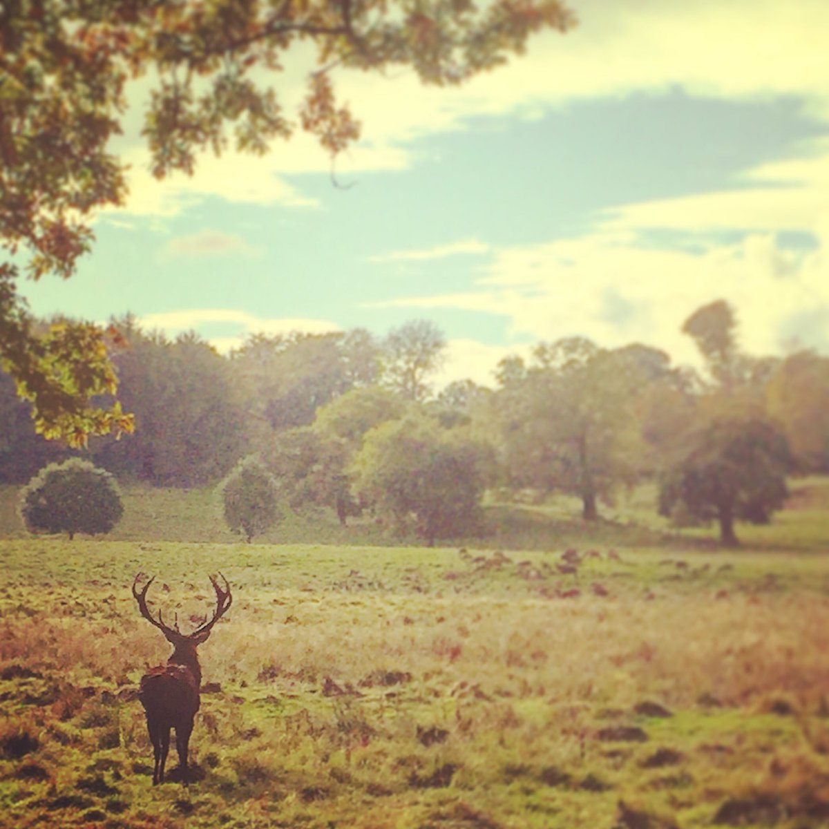 Tatton Park (@tatton_park) on Twitter photo RT <a href="/ericaalinney/">erica linney</a>: Autumn is beautiful here...even the stags like the view...✨
Happy weekend walks✨🍂🍄🎃🍁<a href="/tatton_park/">Tatton Park</a> RT <a href="/ericaalinney/">erica linney</a>: Autumn is beautiful here...even the stags like the view...✨
Happy weekend walks✨🍂🍄🎃🍁<a href="/tatton_park/">Tatton Park</a>