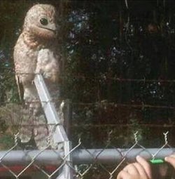 A great Potoo bird, found in Venezuela. They are rarely spotted in broad daylight.
