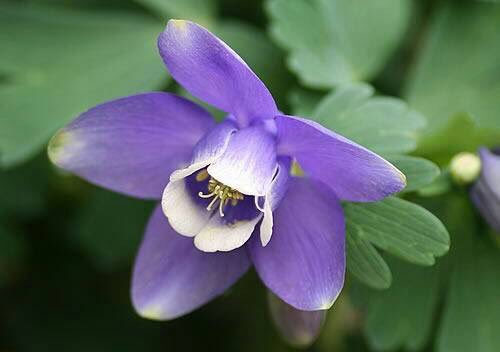 ぜいたく勝利 花 言葉 最高の花の画像