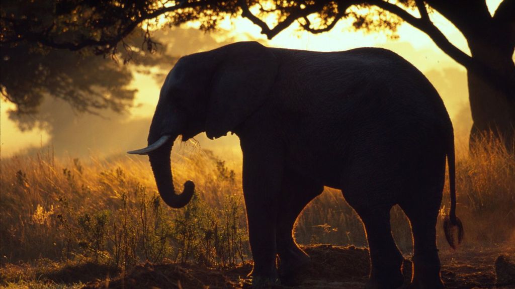 BioDivUs's tweet photo. World wildlife 'falls by 58% in 40 years' - BBC News https://t.co/Pm3JosRJ9n #biodiversityisus https://t.co/SpwFY8vvHm
