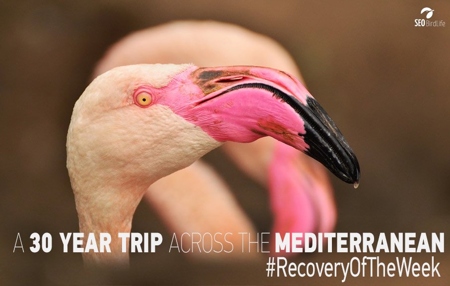 AnillamientoSEO's tweet photo. Presumed longevity record, a flamingo found fresh dead 30 years after being ringed as chick! #RecoveryOfTheWeek #FridayFeeling #BirdRinging https://t.co/3VAsso9rKm