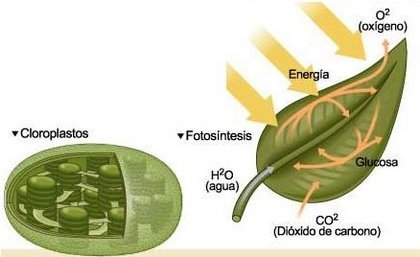 pablocrodriguez's tweet photo. En un rato, en #QB4B2016, arrancaremos con el último tema de nuestra cursada: #Fotosíntesis!!! https://t.co/qdeOOmLVrC