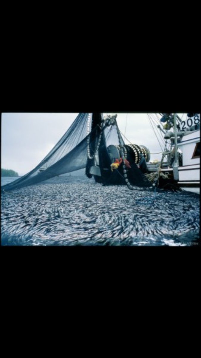 sharkfinsavior's tweet photo. So much waste. #SaveTheFishFromTheDish https://t.co/9mfIu79KCR