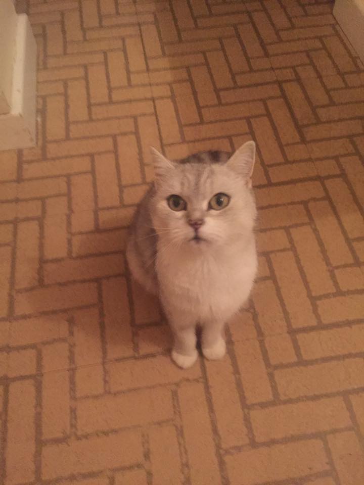 LostboxWALES's tweet photo. This beautiful cat has visited us a couple of times in the #StMelons, #Cardiff area and has made herself at home. RT
https://t.co/xxYzeVAl8u https://t.co/1Mn0a8MlRu