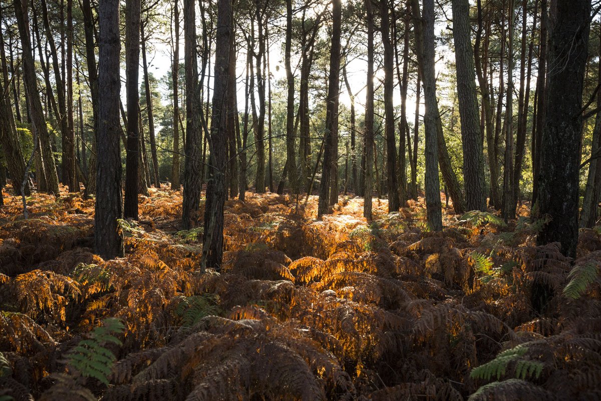 CountryfileMag's tweet photo. From bracing hikes over windswept moorlands woodland walks, walk through a dramatic landscape of autumn colours: https://t.co/0yWrptu77I https://t.co/2V7VNIkMYK
