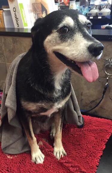 BarleesAngels's tweet photo. Blue is still missing. Please RT and help us bring her home! https://t.co/dz2GaIp8sp https://t.co/J9ddPZeOsc
