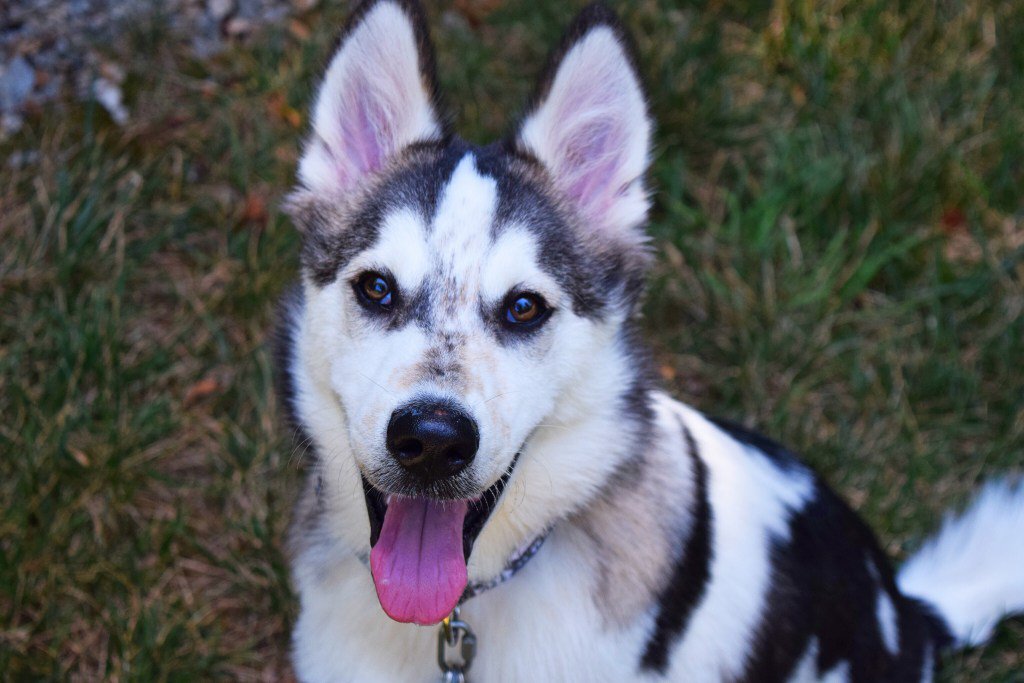 southernsibes's tweet photo. Go vote for Echo! https://t.co/mDFDn904H2 https://t.co/PXiwjjUeaZ