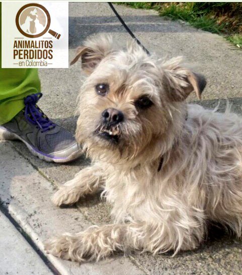 losbuscamos_col's tweet photo. Encontrado perro cruce   maltes dorado por la 134 con Boyacá en Bogotá, inf 3103067906 #AnimalitosPerdidosCol https://t.co/3fGyA54ybX