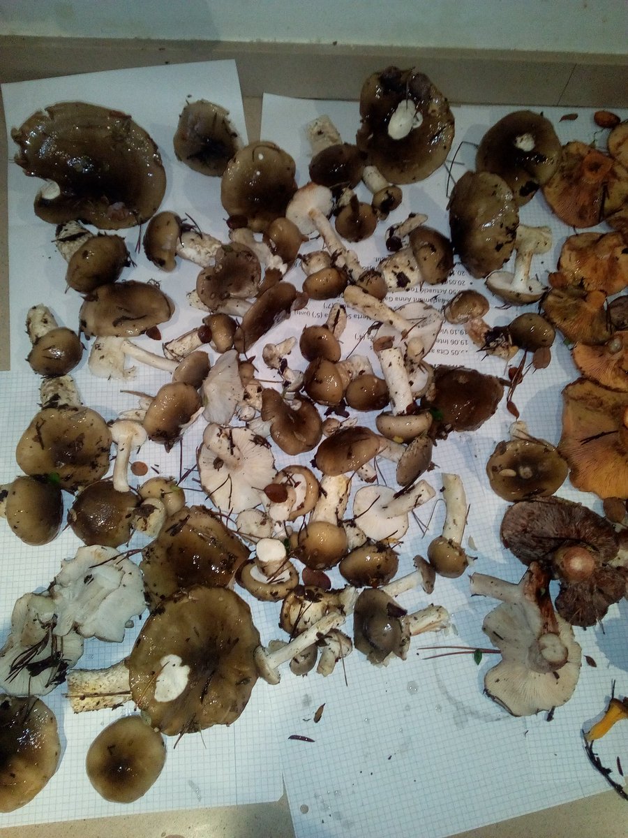 SantiFortuny's tweet photo. Enguany no hi ha #bolets, enguany res #parauladepadri #tardor #rovellons #mocoses #llanegues #fredolics #carlets https://t.co/wqy8PvdX3L