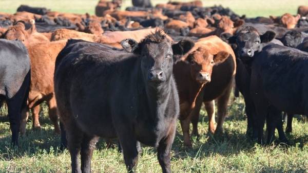 El Rodeo lanzo un Fondo Ganadero, el capital se destinará a la compra de campos y ganado goo.gl/fpmwnI