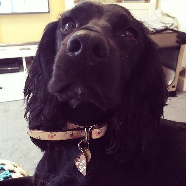 _helloharriet's tweet image. Some cutes to get u thru 💕via @sew_devine #fridayfeels #toocutetocare #helloharriet ift.tt/2eCPldF