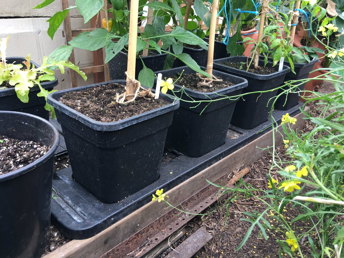 sarfsee's tweet photo. @GardeningAngels @MarshallsSeeds
Yes, the only way to get more headroom was to sink them into ground. Got 3 #Quadgrows and a #Chilligrow 🍅🍅 https://t.co/LMhCH7qlIZ